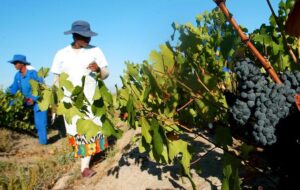 Wine+farm+workers